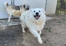 NURAGUS, Hund, Mischlingshund in Italien - Bild 3