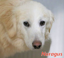 NURAGUS, Hund, Mischlingshund in Italien - Bild 7