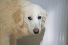 NURAGUS, Hund, Mischlingshund in Italien - Bild 8