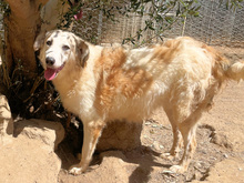 BRUNELLA, Hund, Mischlingshund in Italien - Bild 3
