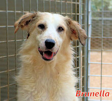 BRUNELLA, Hund, Mischlingshund in Italien - Bild 6