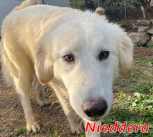 NIEDDERA, Hund, Mischlingshund in Italien - Bild 1