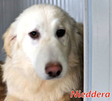 NIEDDERA, Hund, Mischlingshund in Italien - Bild 10