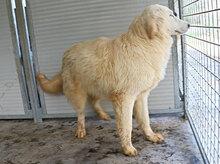 NIEDDERA, Hund, Mischlingshund in Italien - Bild 12