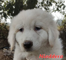 NIEDDERA, Hund, Mischlingshund in Italien - Bild 13