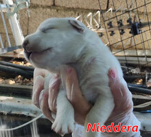 NIEDDERA, Hund, Mischlingshund in Italien - Bild 15
