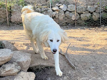 NIEDDERA, Hund, Mischlingshund in Italien - Bild 3