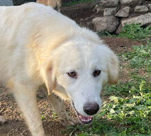 NIEDDERA, Hund, Mischlingshund in Italien - Bild 8