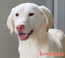 SEMIDANA, Hund, Mischlingshund in Italien - Bild 1
