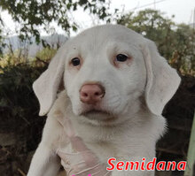 SEMIDANA, Hund, Mischlingshund in Italien - Bild 10