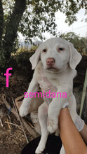 SEMIDANA, Hund, Mischlingshund in Italien - Bild 11