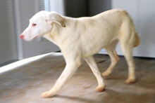 SEMIDANA, Hund, Mischlingshund in Italien - Bild 5
