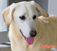 TORBATA, Hund, Mischlingshund in Italien - Bild 1