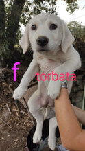 TORBATA, Hund, Mischlingshund in Italien - Bild 10