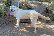 TORBATA, Hund, Mischlingshund in Italien - Bild 4