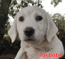 TORBATA, Hund, Mischlingshund in Italien - Bild 9