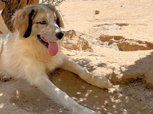 BOVALE, Hund, Mischlingshund in Italien - Bild 2