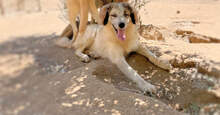 BOVALE, Hund, Mischlingshund in Italien - Bild 4
