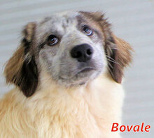 BOVALE, Hund, Mischlingshund in Italien - Bild 5
