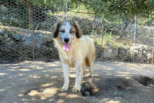 BOVALE, Hund, Mischlingshund in Italien - Bild 7