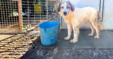 BOVALE, Hund, Mischlingshund in Italien - Bild 8