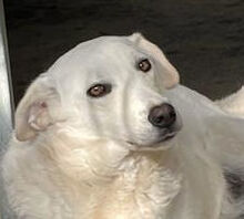 AGOSTINA, Hund, Mischlingshund in Italien - Bild 13