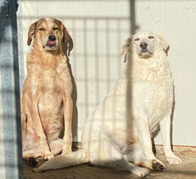 AGOSTINA, Hund, Mischlingshund in Italien - Bild 14