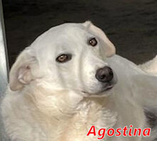 AGOSTINA, Hund, Mischlingshund in Italien - Bild 6