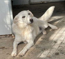 AGOSTINA, Hund, Mischlingshund in Italien - Bild 7