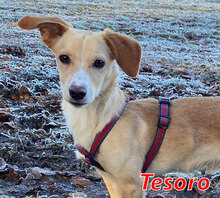 TESORO, Hund, Mischlingshund in München - Bild 1
