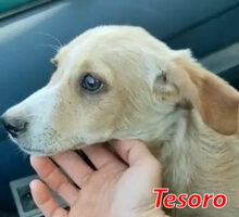 TESORO, Hund, Mischlingshund in München - Bild 14
