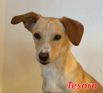 TESORO, Hund, Mischlingshund in München - Bild 4