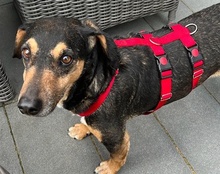 PORTOS, Hund, Mischlingshund in Erftstadt - Bild 11