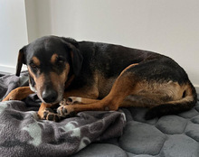 PORTOS, Hund, Mischlingshund in Erftstadt - Bild 2