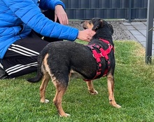 PORTOS, Hund, Mischlingshund in Erftstadt - Bild 4