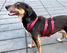 PORTOS, Hund, Mischlingshund in Erftstadt - Bild 8
