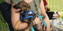 BROWNIEONE, Hund, Mischlingshund in Griechenland - Bild 5