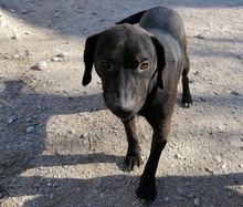 NELA, Hund, Mischlingshund in Kroatien - Bild 1