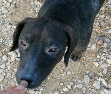 NELA, Hund, Mischlingshund in Kroatien - Bild 2