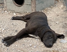 NELA, Hund, Mischlingshund in Kroatien - Bild 4