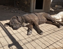 NELA, Hund, Mischlingshund in Kroatien - Bild 5