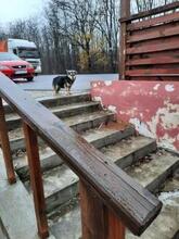 LUCY, Hund, Mischlingshund in Rumänien - Bild 6