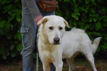 SARAH, Hund, Labrador-Maremmano-Mix in Italien - Bild 1