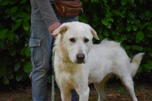 SARAH, Hund, Labrador-Maremmano-Mix in Italien - Bild 11