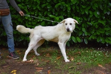 SARAH, Hund, Labrador-Maremmano-Mix in Italien - Bild 12