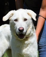 SARAH, Hund, Labrador-Maremmano-Mix in Italien - Bild 13