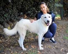 SARAH, Hund, Labrador-Maremmano-Mix in Italien - Bild 5