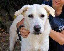 SARAH, Hund, Labrador-Maremmano-Mix in Italien - Bild 7