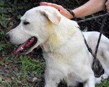 SARAH, Hund, Labrador-Maremmano-Mix in Italien - Bild 9