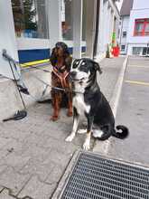 STANLEY, Hund, Mischlingshund in Mühleberg - Bild 3